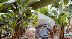 Photo of a plantation worker, walking in a plantation, away from the camera, carrying a large number of bananas on his back