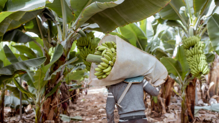 Photo of a plantation worker, walking in a plantation, away from the camera, carrying a large number of bananas on his back